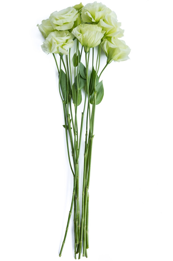 Lisianthus Green