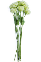 Lisianthus Green