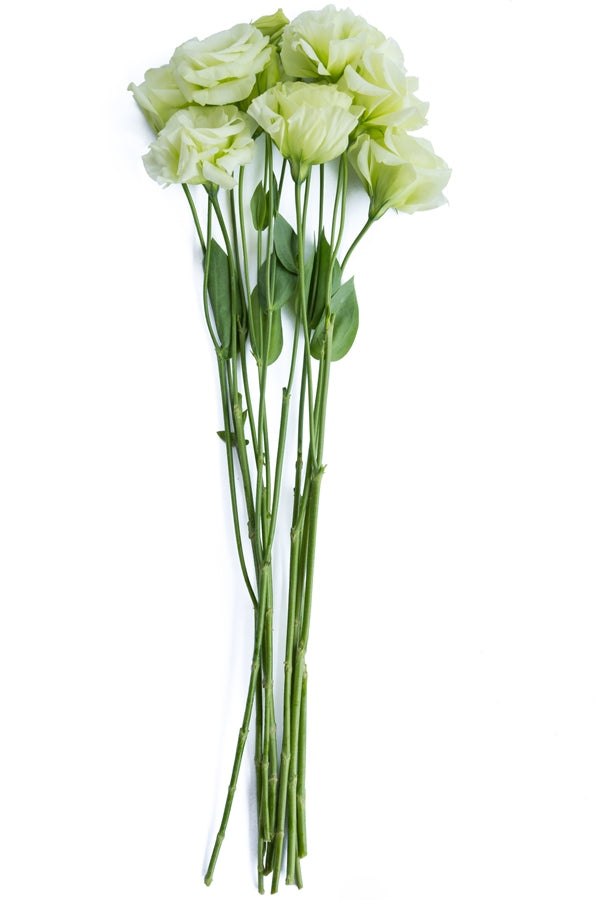 Lisianthus Green