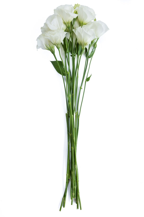Lisianthus White