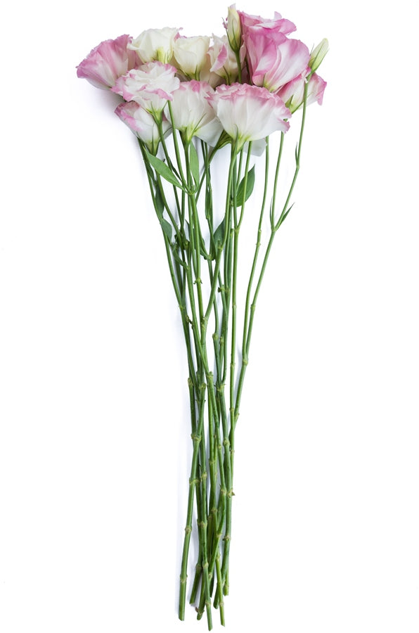 Lisianthus White and Pink