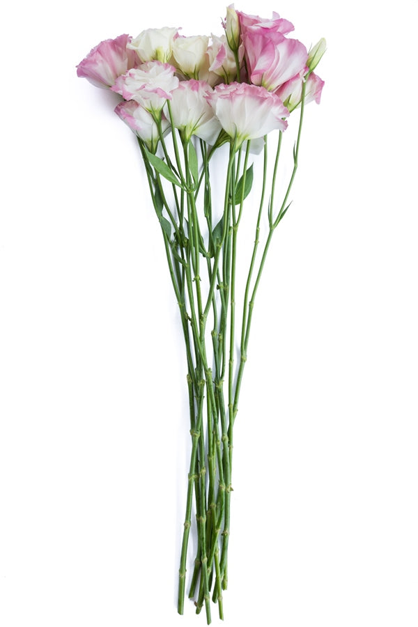 Lisianthus White and Pink