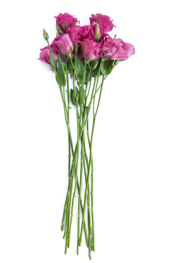 Lisianthus Hot Pink