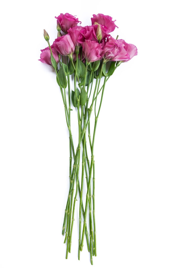 Lisianthus Hot Pink