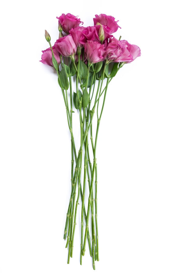 Lisianthus Hot Pink