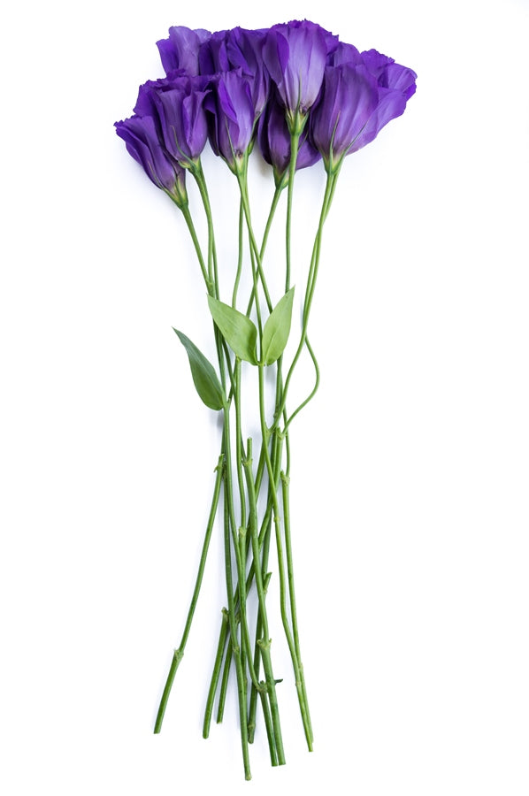 Lisianthus Purple