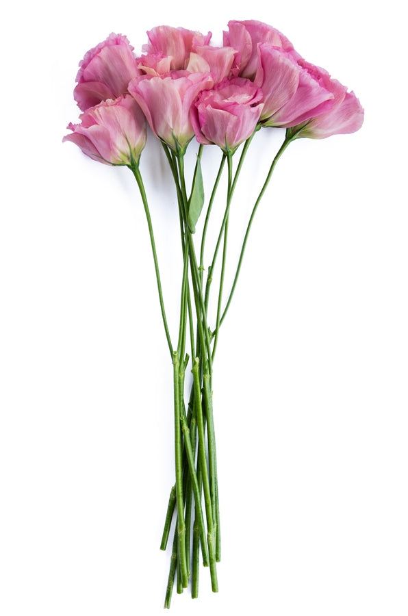 Lisianthus Pink