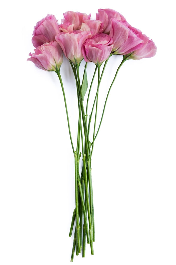Lisianthus Pink