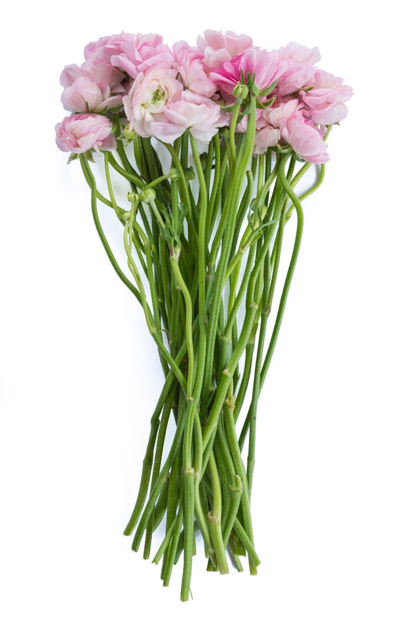 Light Pink Ranunculus (Flowers)