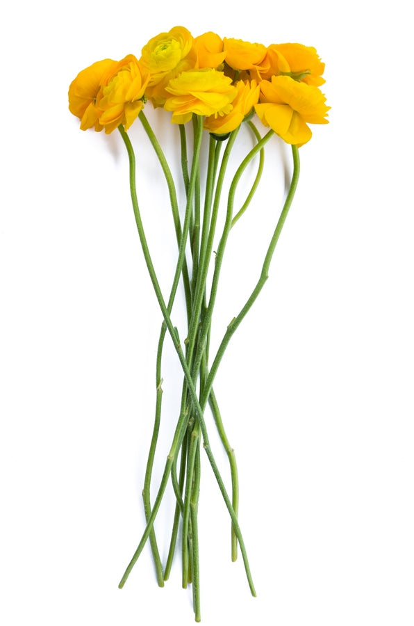 Yellow Ranunculus (Flowers)
