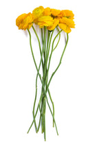 Yellow Ranunculus (Flowers)