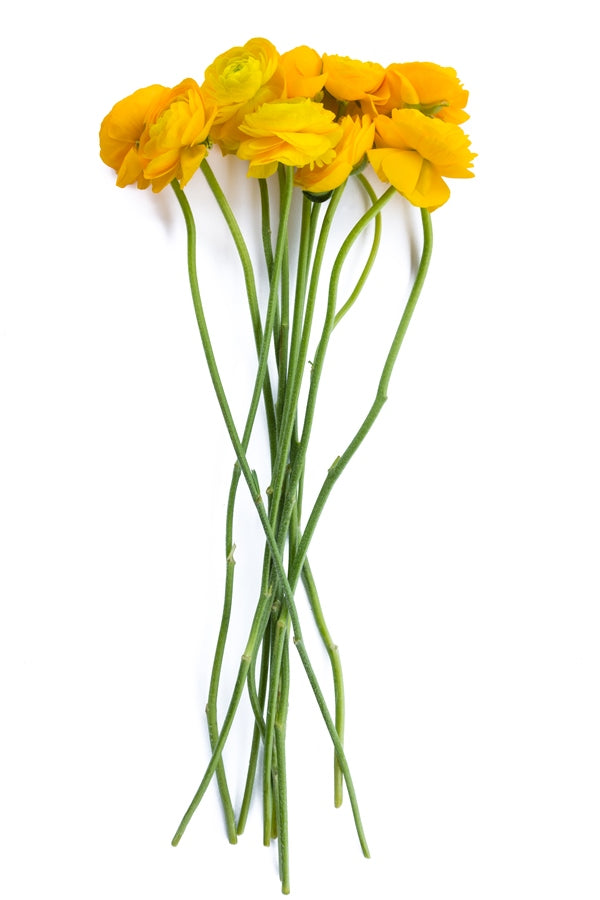 Yellow Ranunculus (Flowers)
