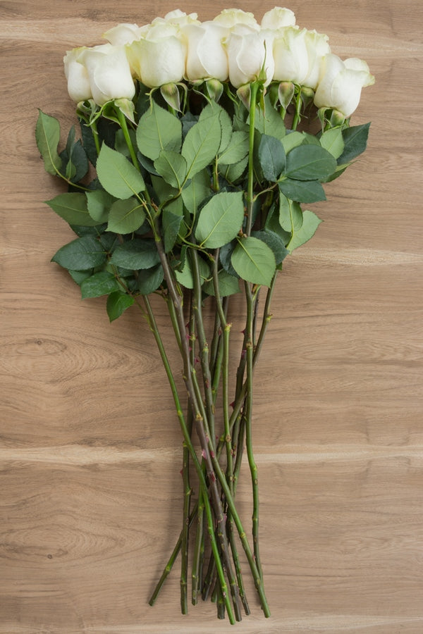 Mount Everest White Rose