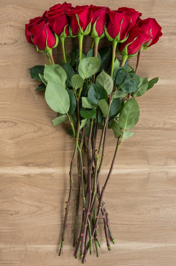 Forever Young Red Rose