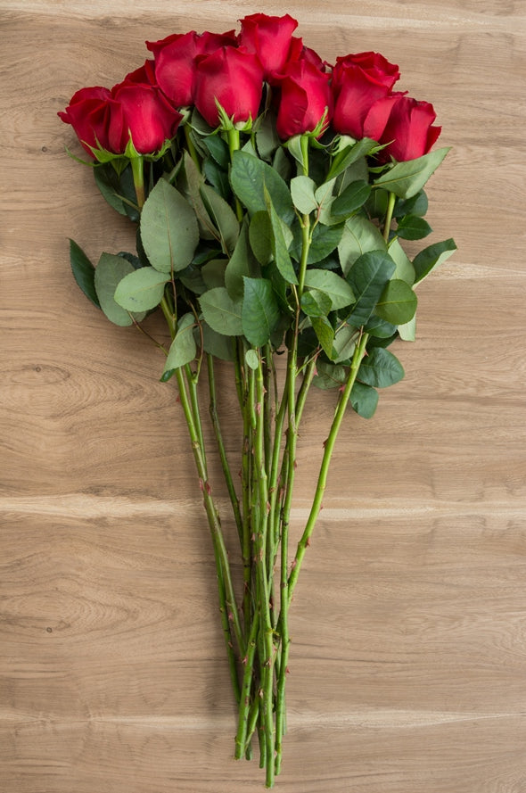 Devotion Red Rose