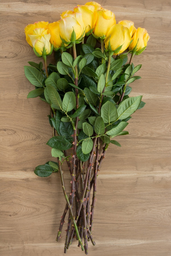 Conga Yellow Rose
