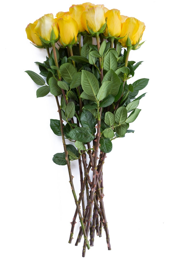 Conga Yellow Rose