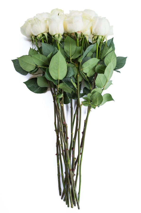 Mount Everest White Rose