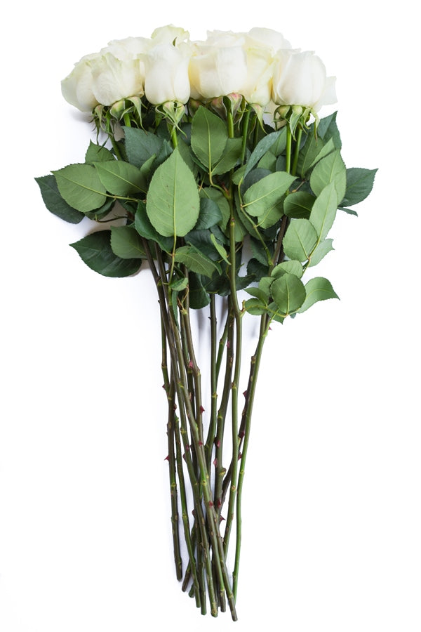 Mount Everest White Rose