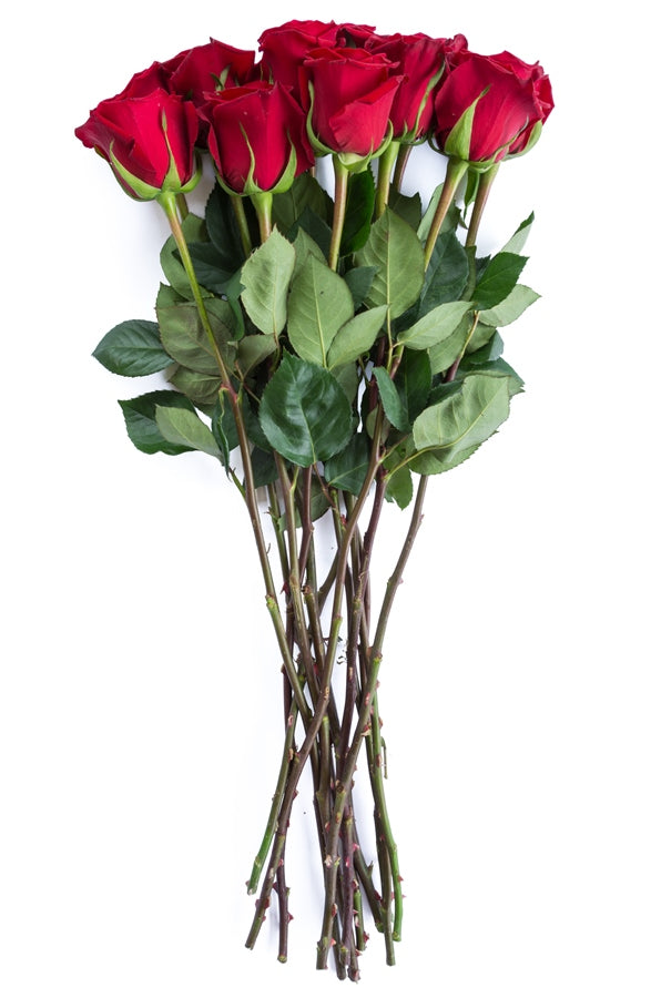 Forever Young Red Rose