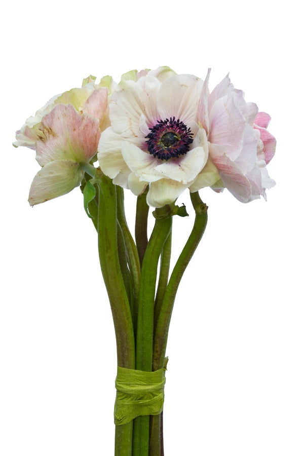 White and Black Anemone (Flowers)