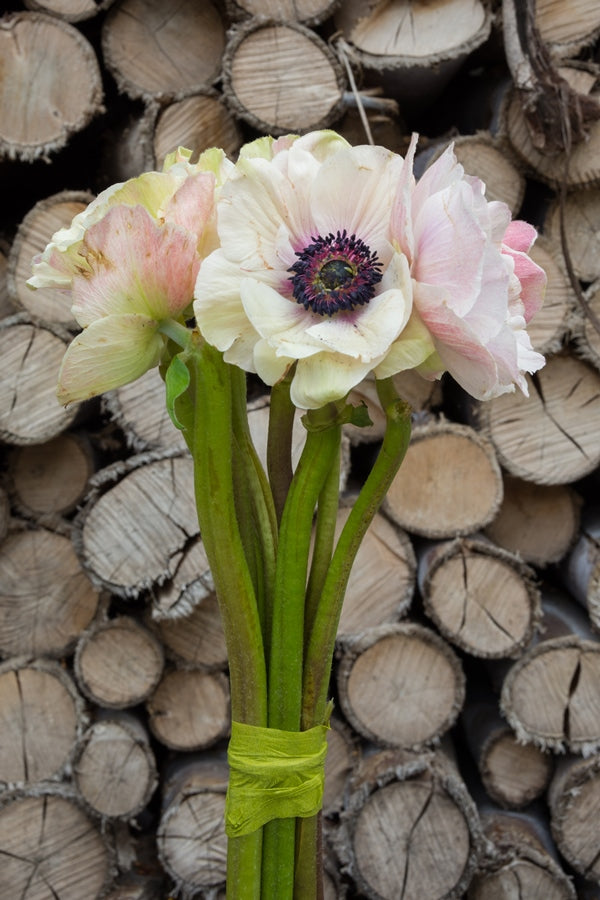 White and Black Anemone (Flowers)