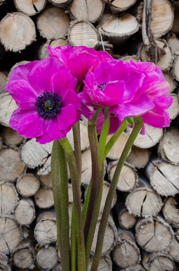 Hot Pink Anemone (Flowers)