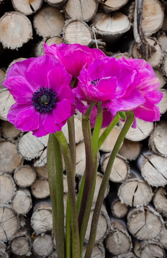 Hot Pink Anemone (Flowers)