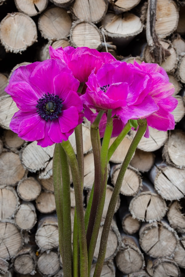 Hot Pink Anemone (Flowers)