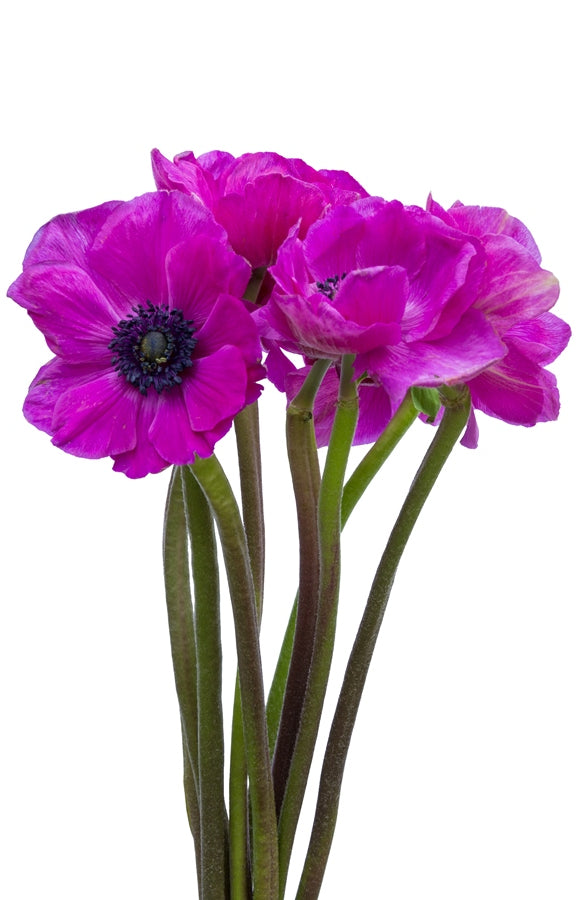 Hot Pink Anemone (Flowers)