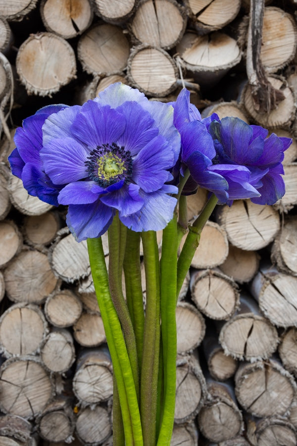 Blue Anemone (Flowers)