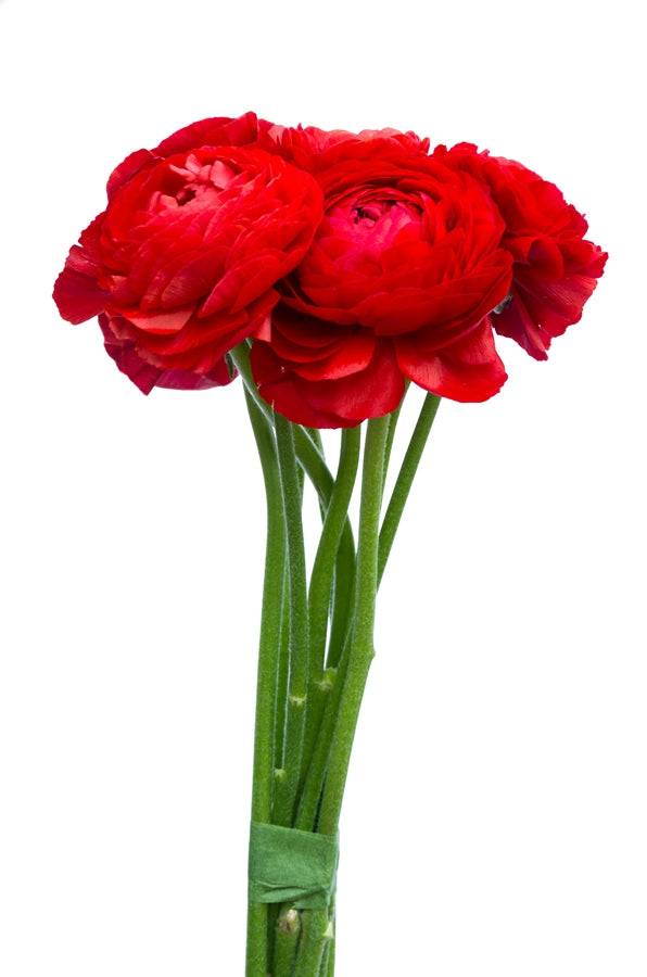Red Ranunculus Flowers