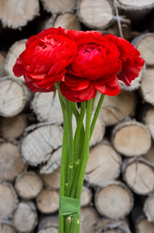 Fresh Red Ranunculi