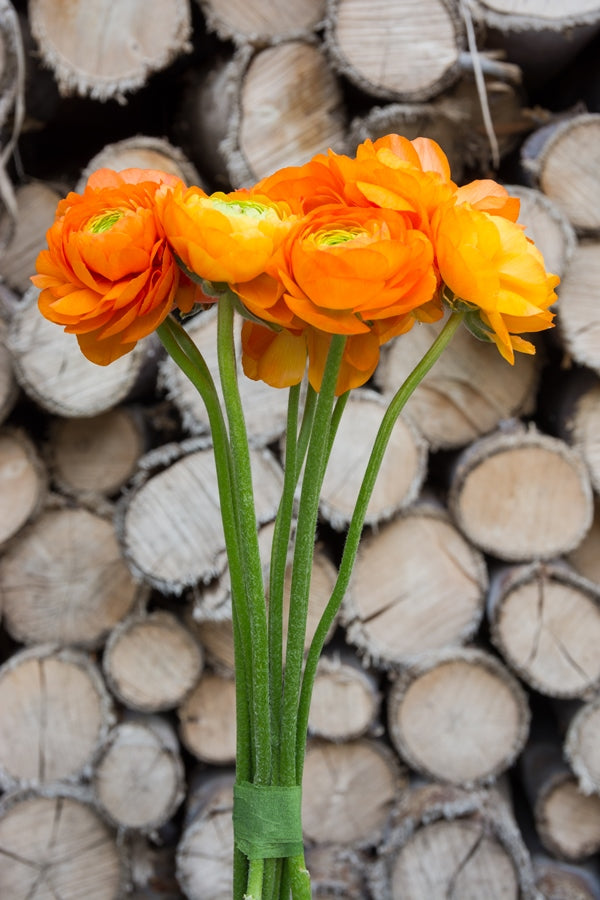 Orange Ranunculus (Flowers)