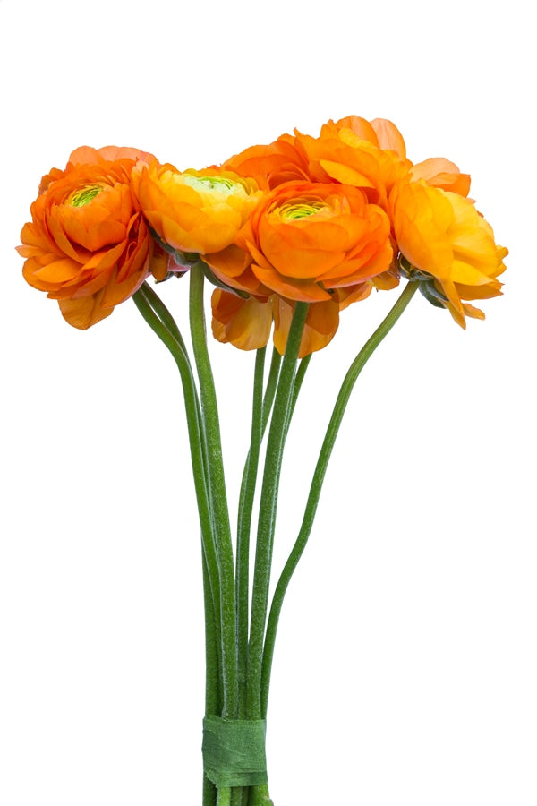 Orange Ranunculus (Flowers)