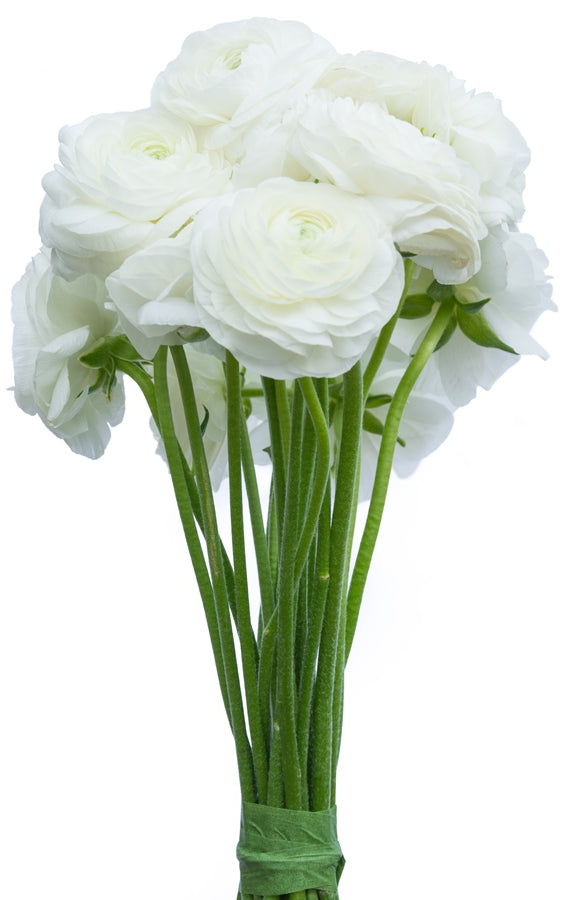White Ranunculus (Flowers)