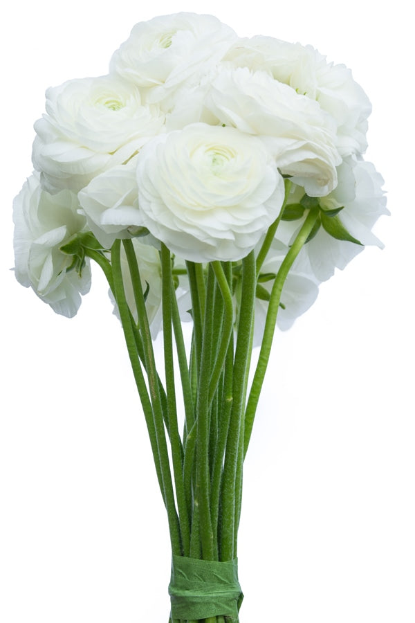 White Ranunculus (Flowers)