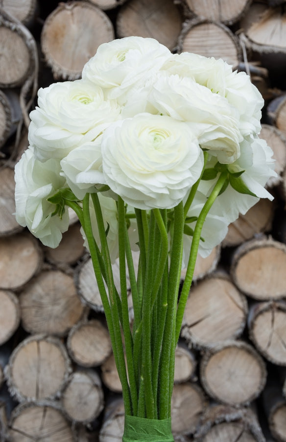 White Ranunculus (Flowers)