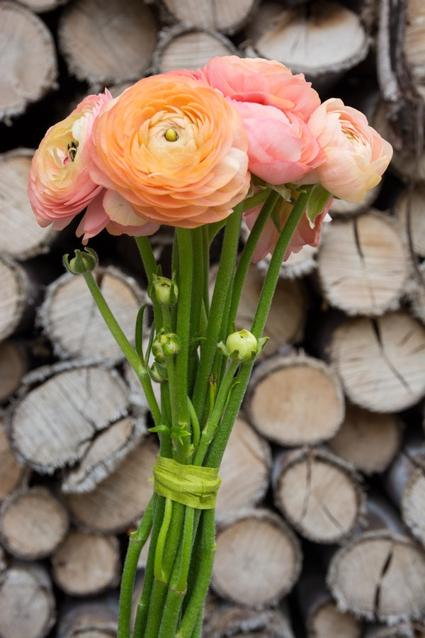 Coral Peach Ranunculus (Flowers)