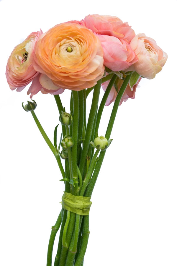 Coral Peach Ranunculus (Flowers)