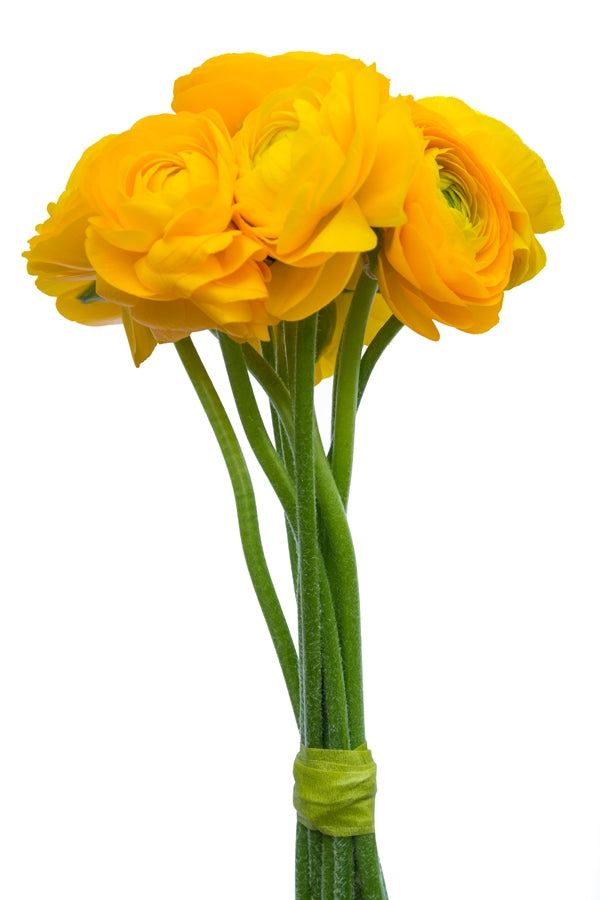 Yellow Ranunculus (Flowers)
