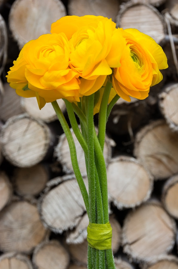 Yellow Ranunculus (Flowers)