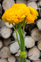 Yellow Ranunculus (Flowers)