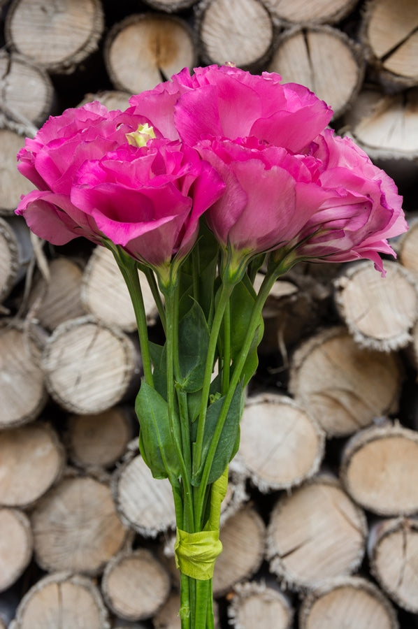 Lisianthus Hot Pink