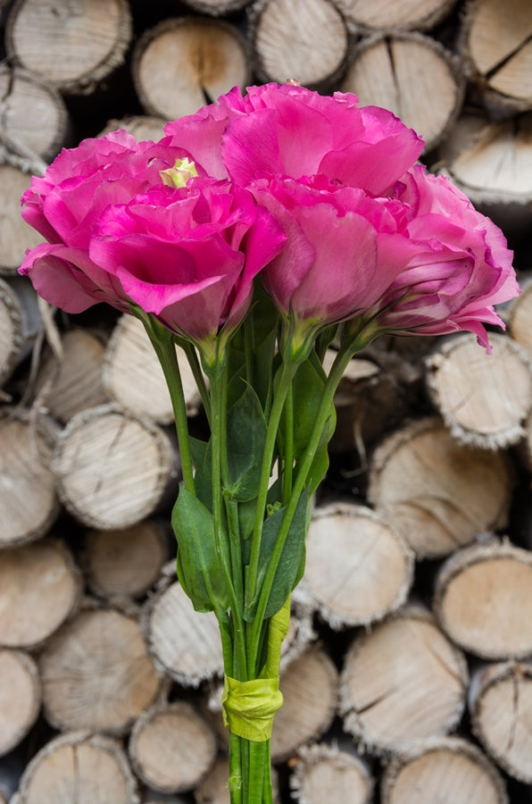 Lisianthus Hot Pink