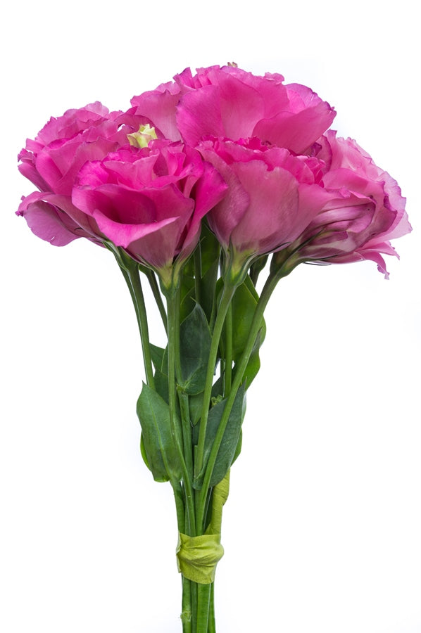 Lisianthus Hot Pink