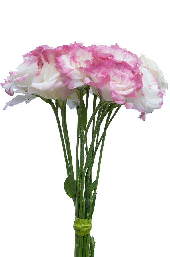 Lisianthus White and Pink