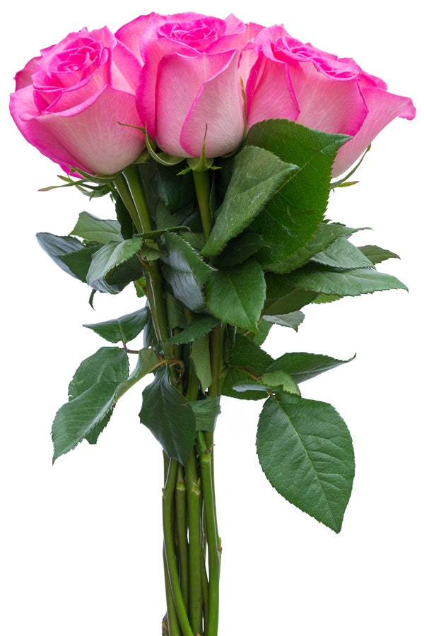 Classic Cezanne Rose