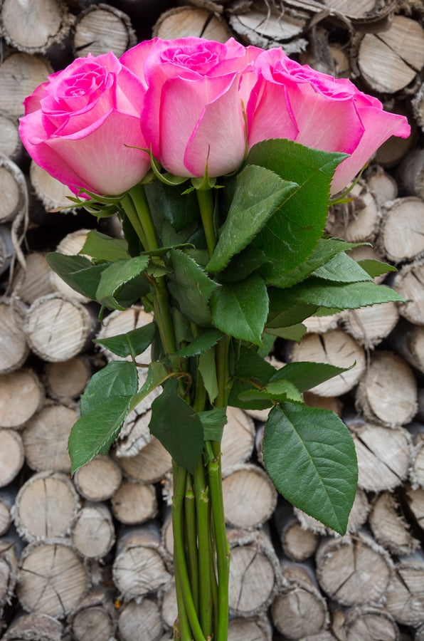 Classic Cezanne Rose