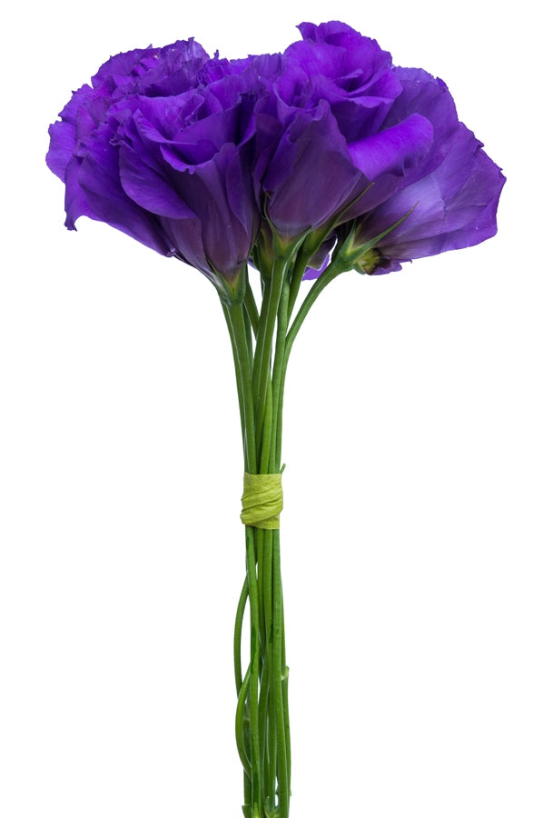 Lisianthus Purple